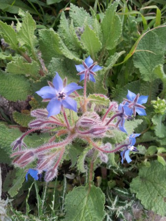 Erba borranea (Borrago officinalis)